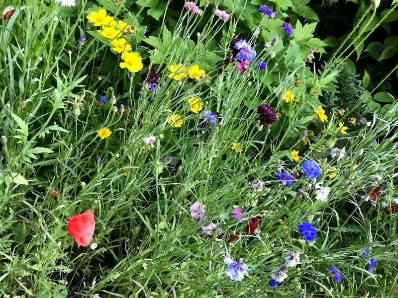 SERIAL „WSZYSTKIE KWIATY ALICE HART” – reż. Glendyn Ivin