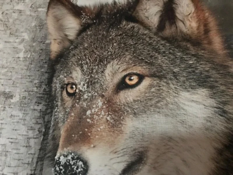 BUDUJMY BEZKONFLIKTOWE SĄSIEDZTWO Z WILKAMI – z cyklu: mądrego to i warto posłuchać