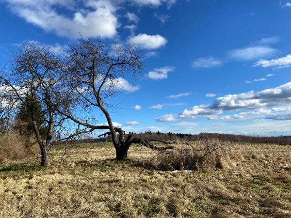 CHWILA WIOSNY W ŚRODKU ZIMY