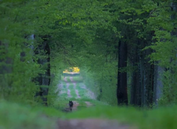 TROPIENIE WILKÓW W PUSZCZY BIAŁOWIESKIEJ