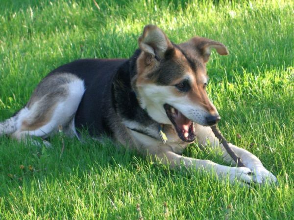 1 LIPCA – DZIEŃ PSA